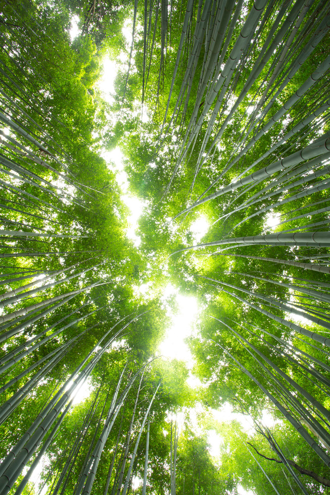 Bamboo Grove In Kyoto Photography Art | Russel Wong Photo Art