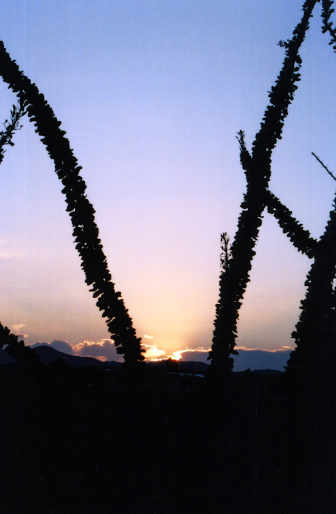 Ocotillo Sunset Ii Art | Rinconart 