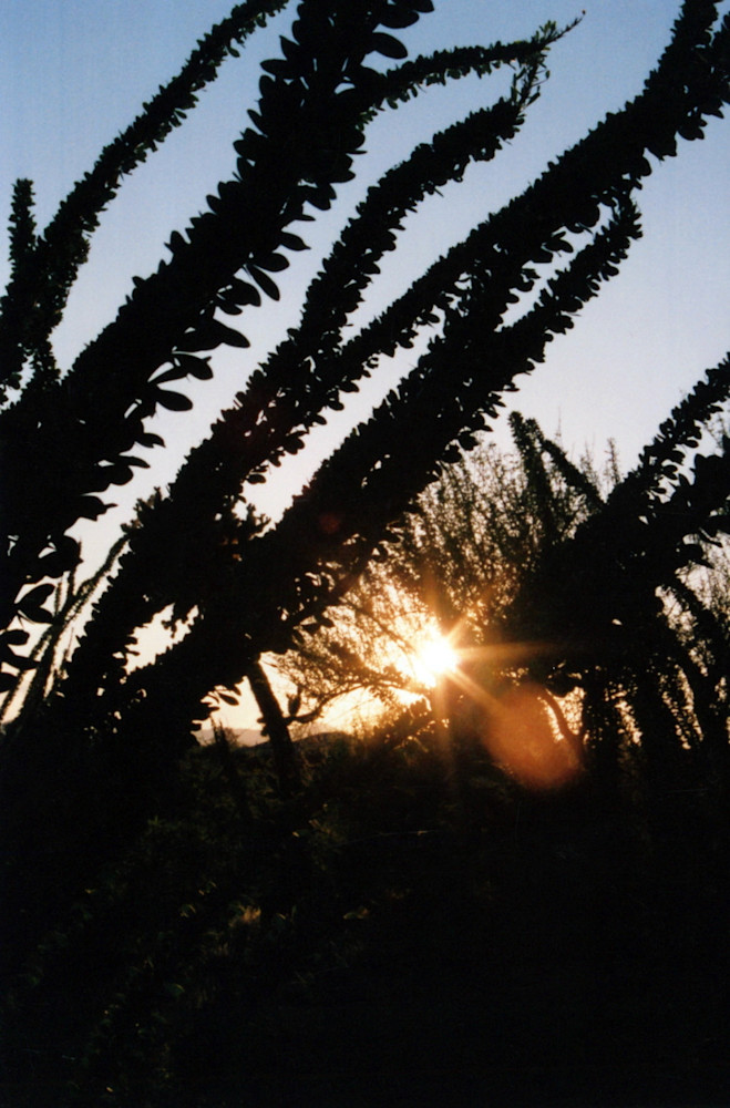 Arizona Ocotillo Sunset Iii Art | Rinconart 
