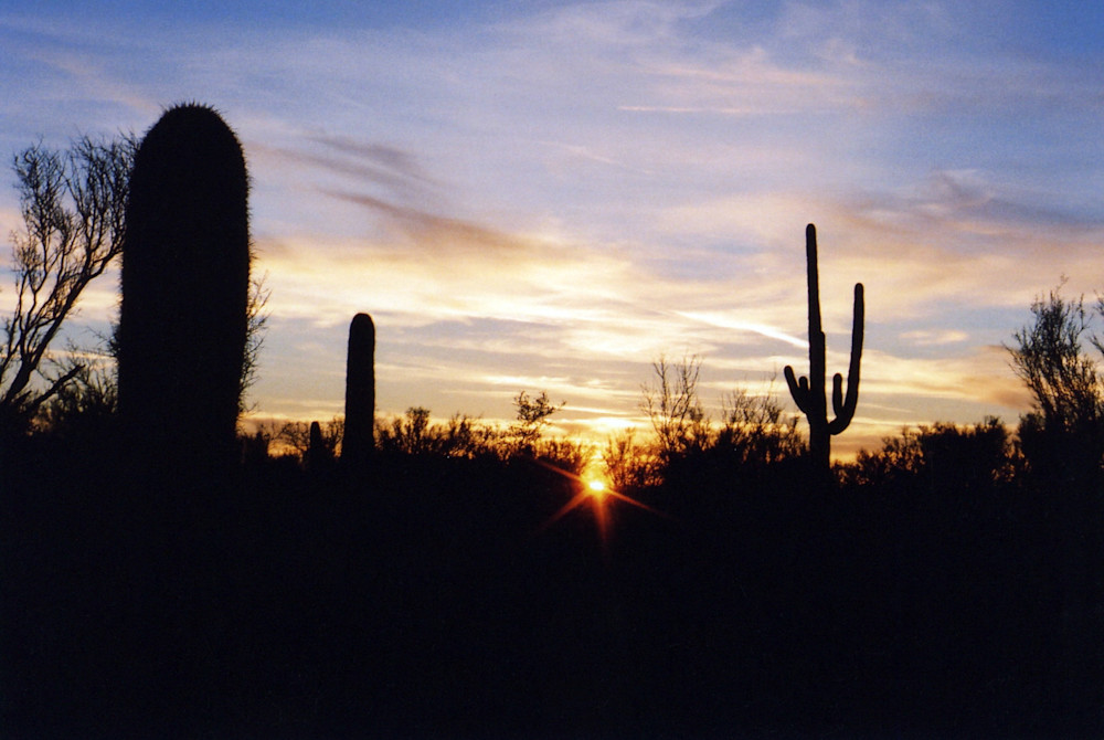 Arizona Cactus Sunset Art | Rinconart 