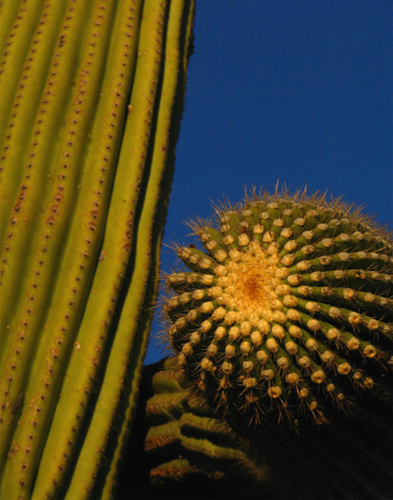Arizona Cactus Star Art | Rinconart 