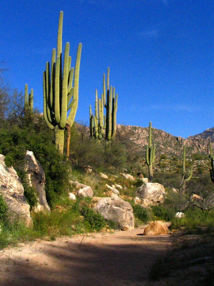 Arizona Desert Trail Art | Rinconart 