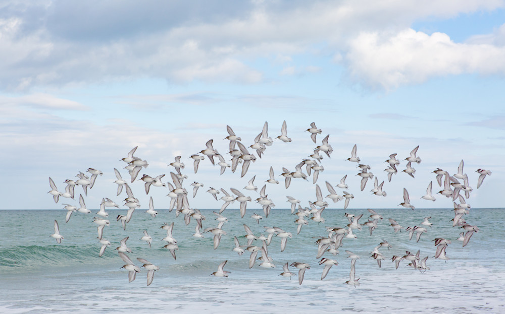 Flock Of Pipers Photography Art | Denise Barker Photography