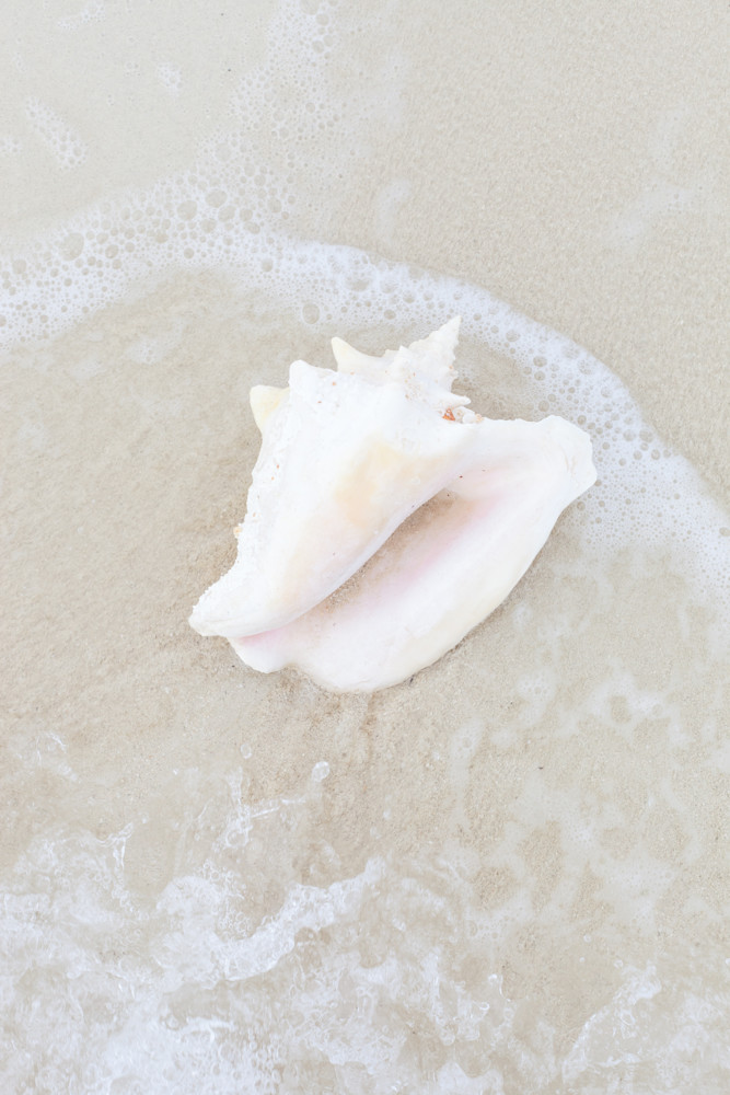 Conch Wash A Shore Photography Art | Denise Barker Photography