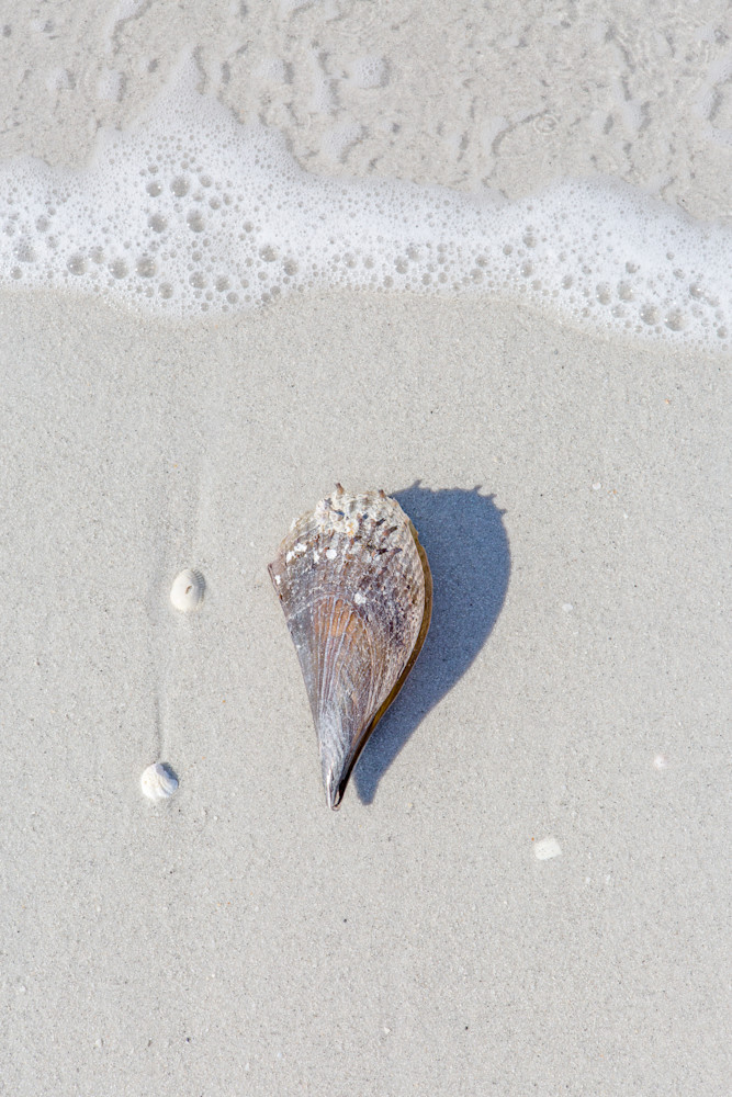 Stiff Shell Pen Waters Edge Photography Art | Denise Barker Photography