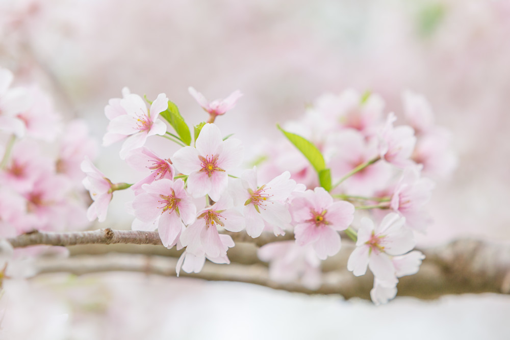 Cherry Blossom Dream Photography Art | Denise Barker Photography