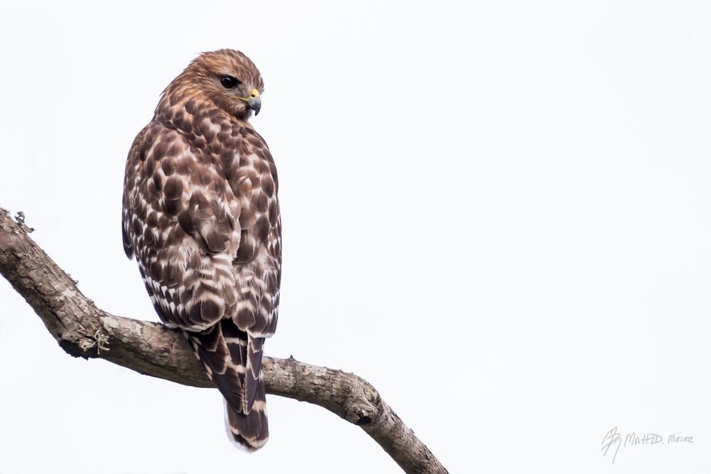 Red-shouldered Hawk, Damon, Texas