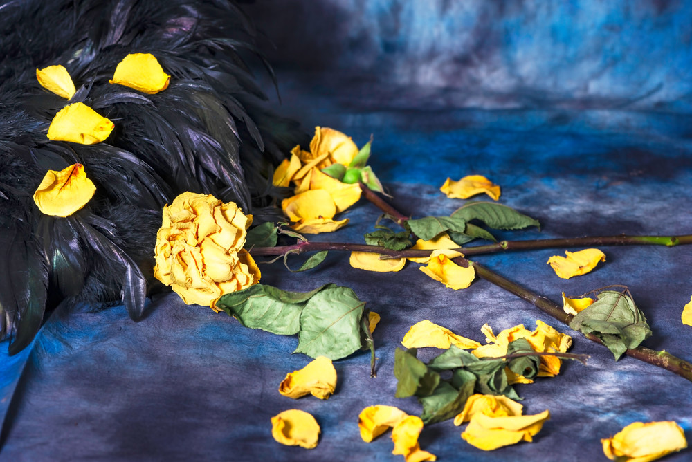 Feathers And Flowers Photography Art | Elizabeth Stanton Photography