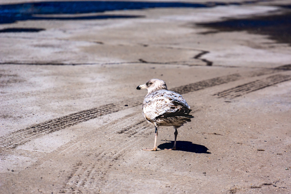 Maine Seabird (Grounded) Art | Photos by Max Duckworth