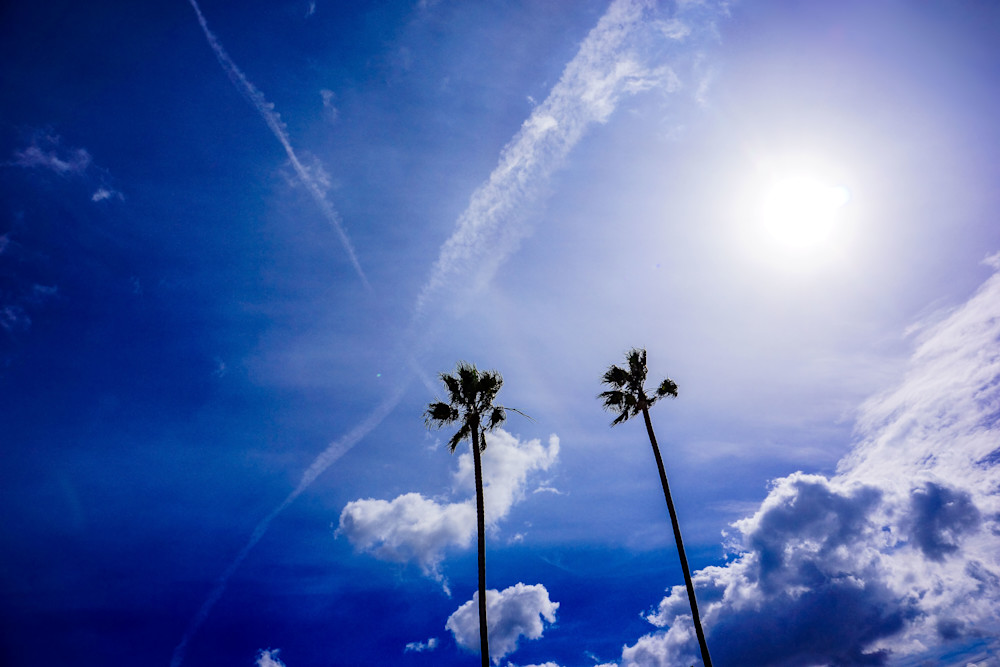 Two Blue Sky Palms Art | Photos by Max Duckworth