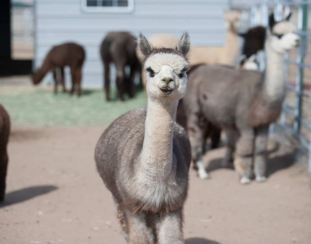 Alpaca And Friends Photography Art | Nature is Fine Art
