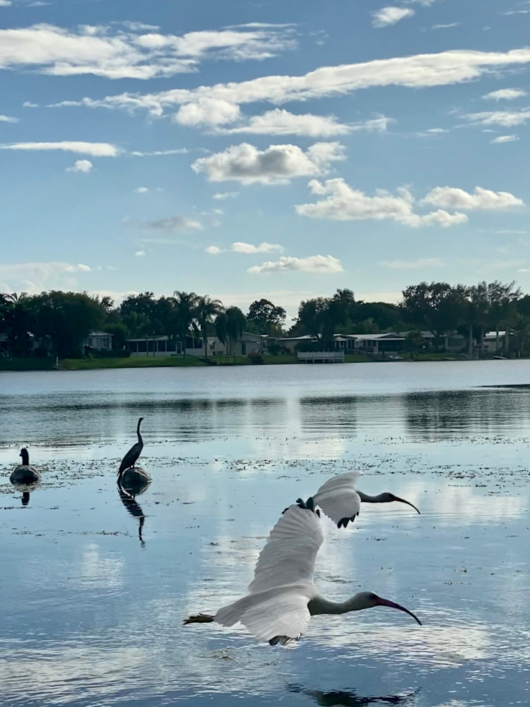 Two Egrets Racing By The Lake  Art | ShamanIsis.com