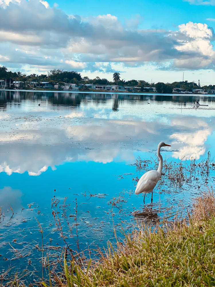 Great White Egret In The Lake  Art | ShamanIsis.com