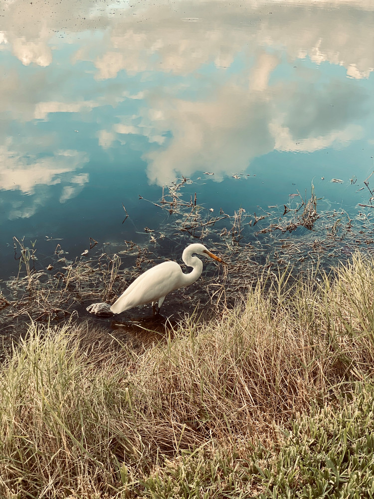 Great White Egret Lakeside  Art | ShamanIsis.com