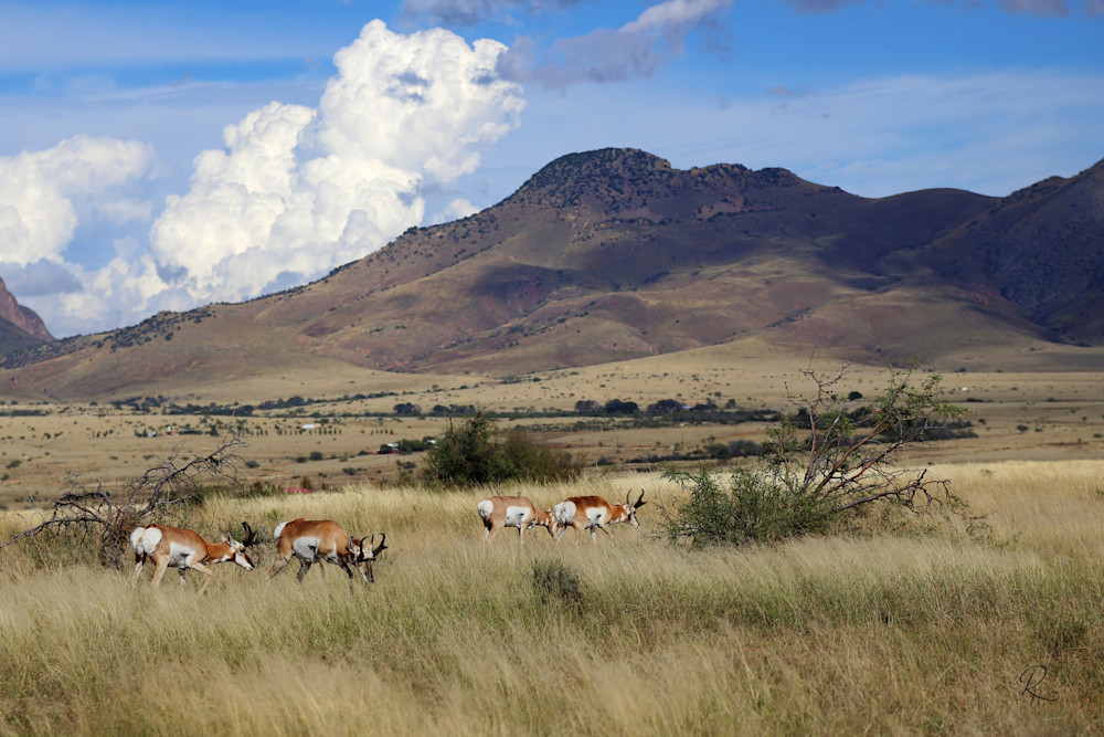 Lion's Gate Photography - Pronghorn Antelope