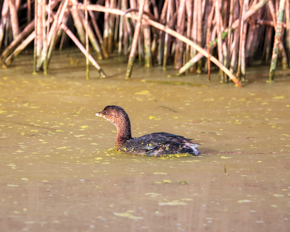 Lion's Gate Photography - Pied-billed Grebe in Winter