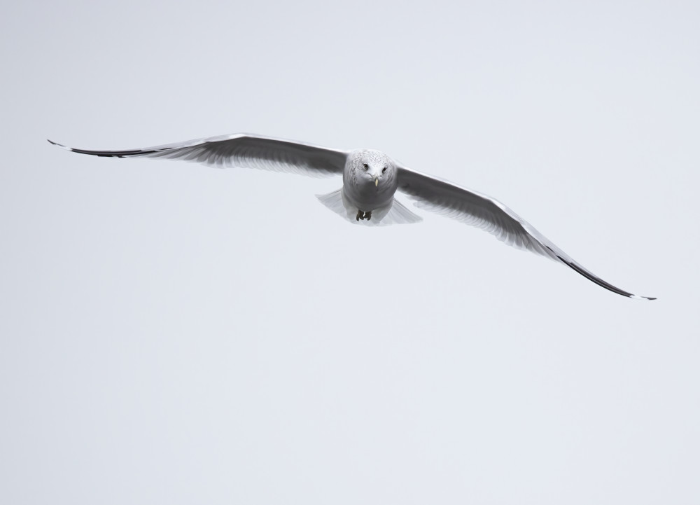 Ring Billed Gull 6 Photography Art | Mark Nissenbaum Photography