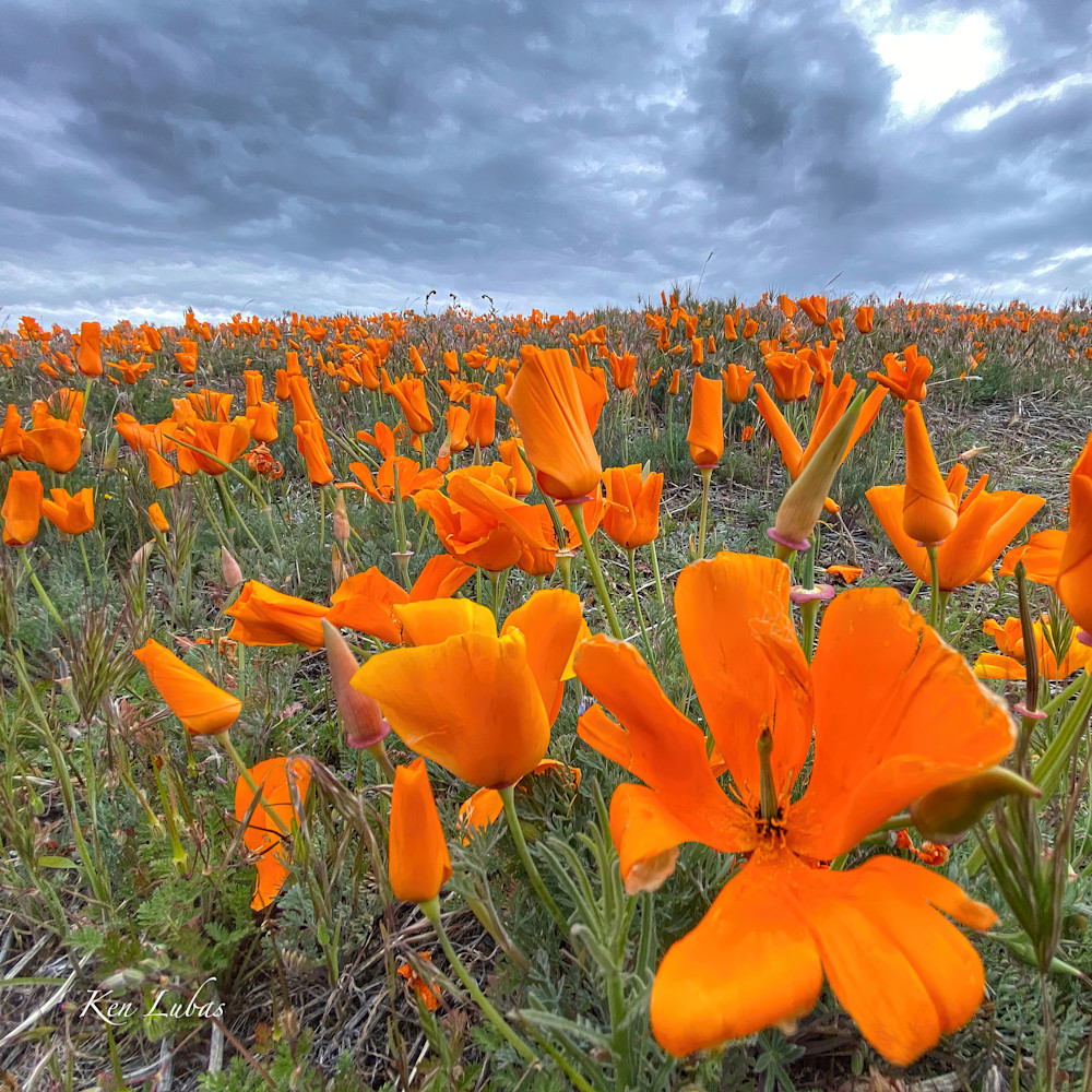 Spring Showers Poppy Flowers Photography Art | Art Beyond Control