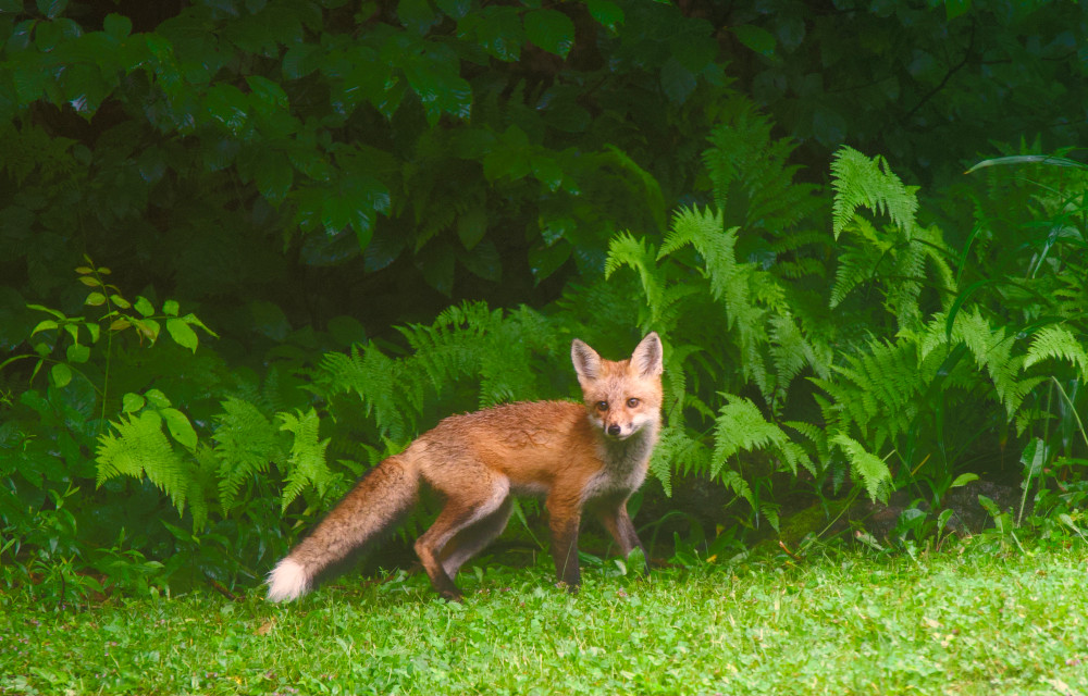  Dsc8296 Photography Art | BerkshireScenicPhotography.com