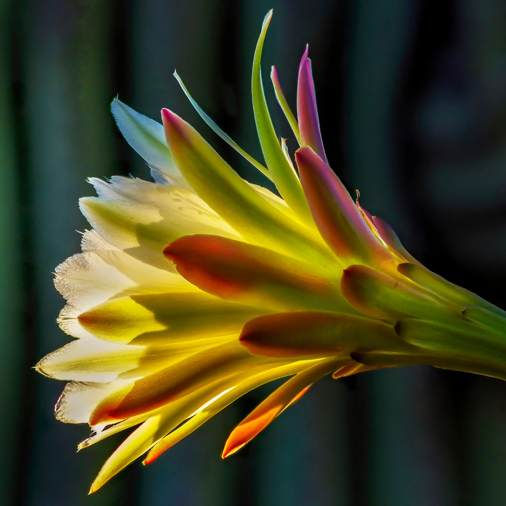Morning Saguaro Photography Art | Kendall Photography & Fine Art