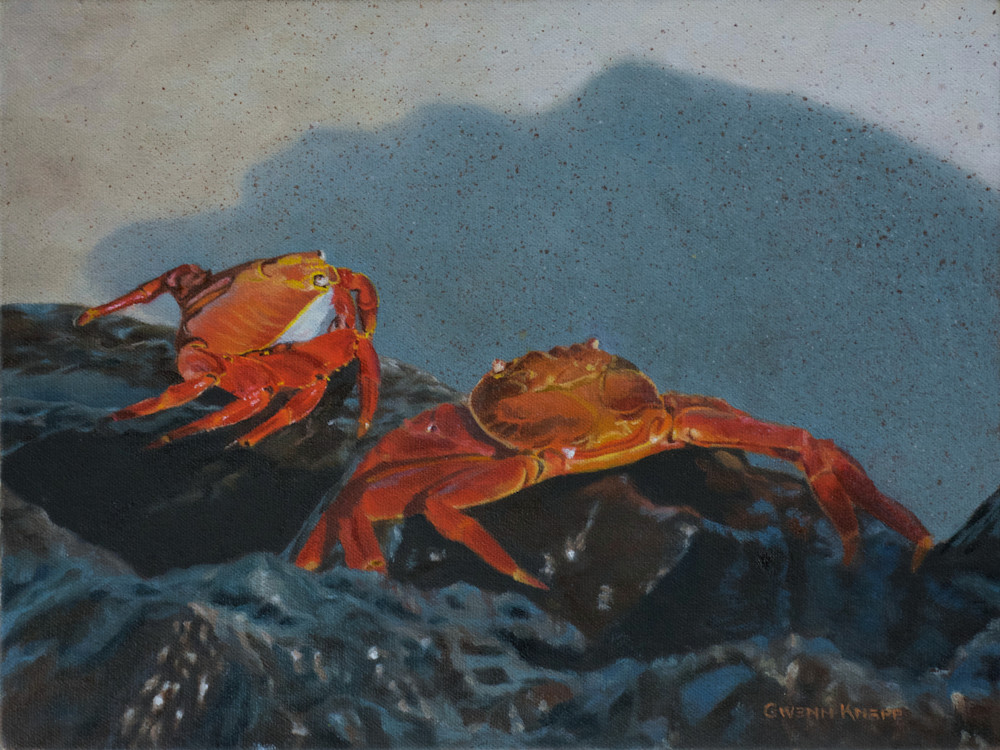 Sally Lightfoot Crabs Art | Gwenn Knapp Artist
