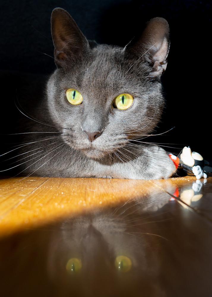 Cat And Mouse Photography Art | Kelly Nine Photography