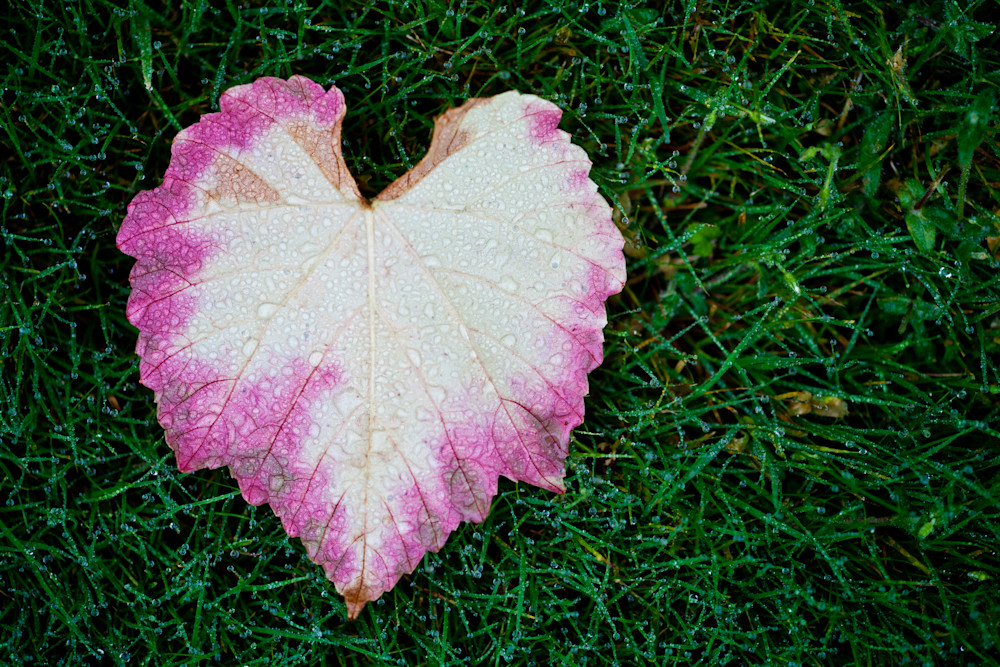 Heart Leaf Love Photography Art | Teri K. Miller Photography