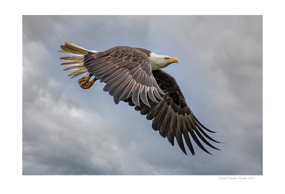 In Flight   Signed 2021 Photography Art | Carol Brooks Parker Fine Art Photography