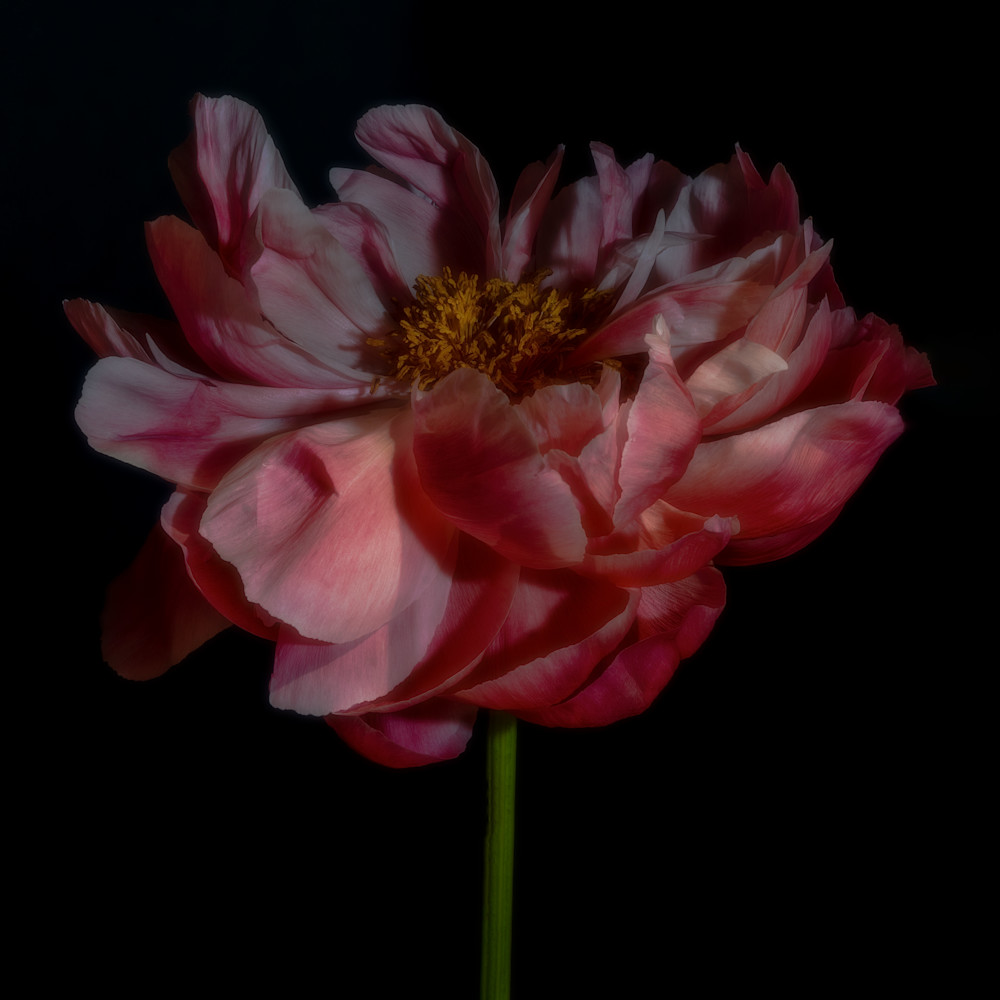 Dramatic pink peony with dancing petals fine-art portrait on black background