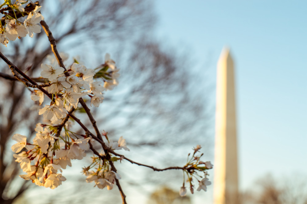 White fluffy cherry blossoms against the Washington Monument in Washington, DC