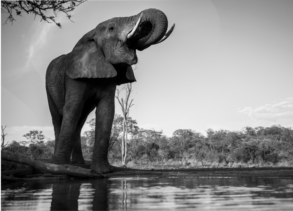 Elephant 4 M Photography Art | Mark Nissenbaum Photography