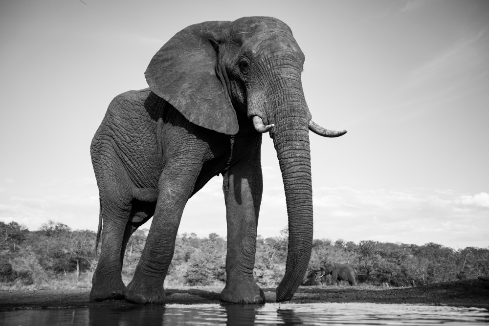Elephant 3 M Photography Art | Mark Nissenbaum Photography