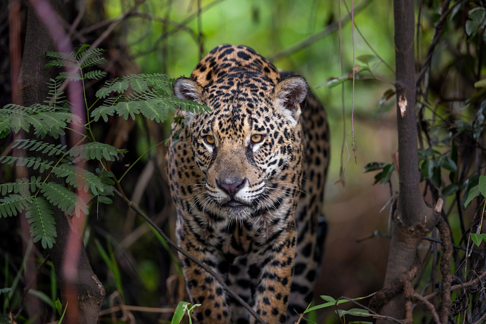 Jaguar in the jungles of Brazil
