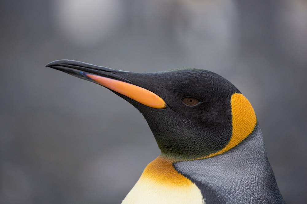 King Penguin Photography Art | Mark Gottlieb Images
