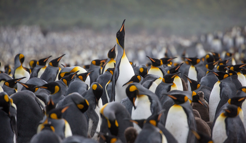 King Penquins Antarctica Photography Art | Mark Gottlieb Images