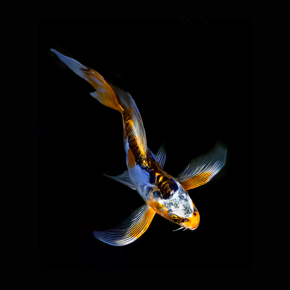 Koi Photography Art | Mark Gottlieb Images