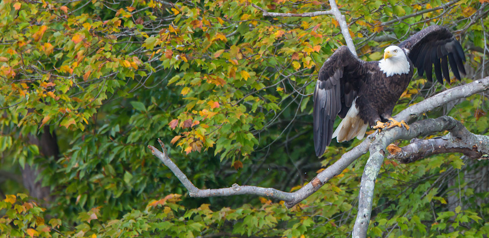 Bald Eagle In Fall Photography Art | Mark Gottlieb Images