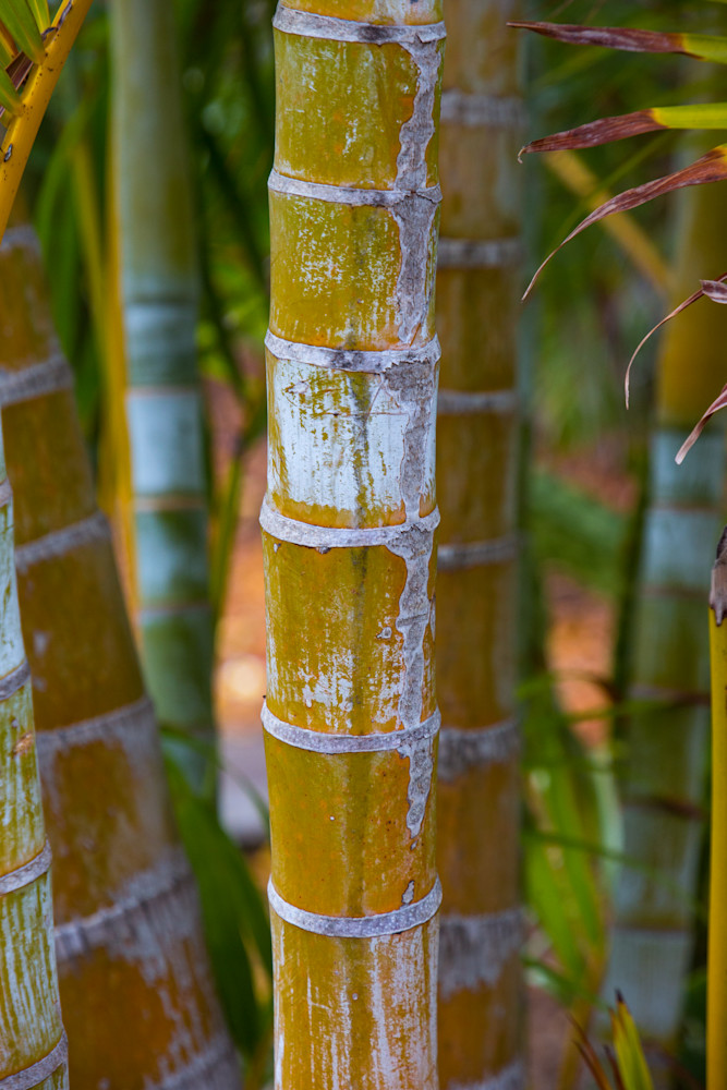 Bamboo Photography Art | Mark Gottlieb Images