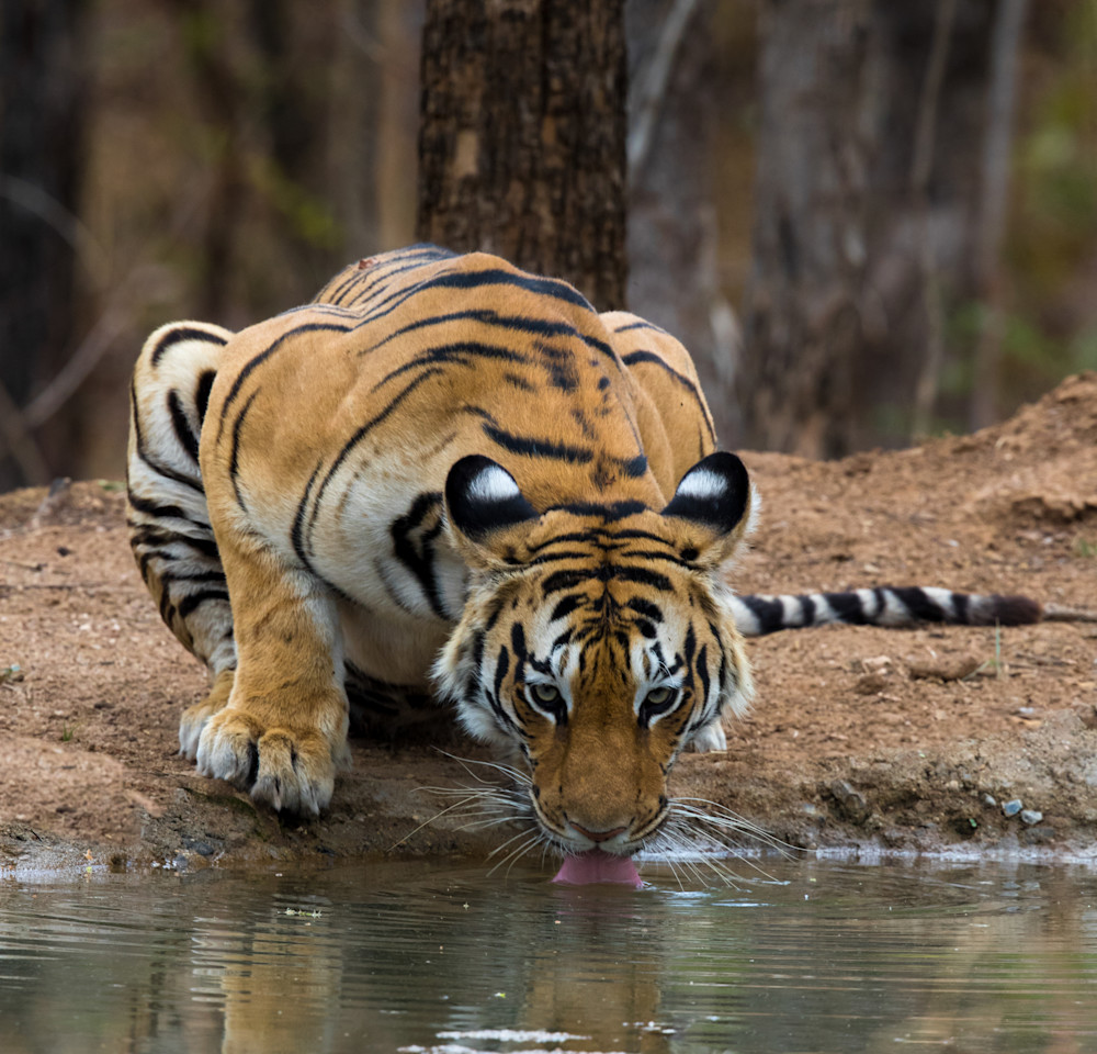 Bengal Tiger drinking