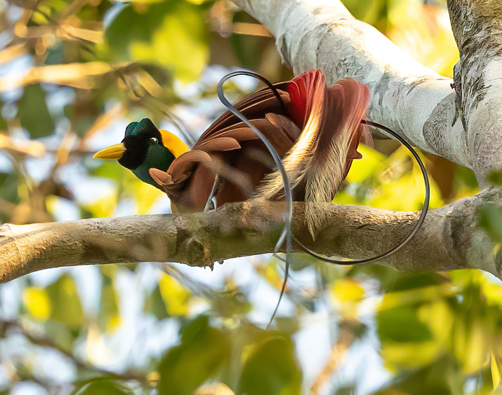 Bird Of Paradise   Indonesia Photography Art | Mark Gottlieb Images