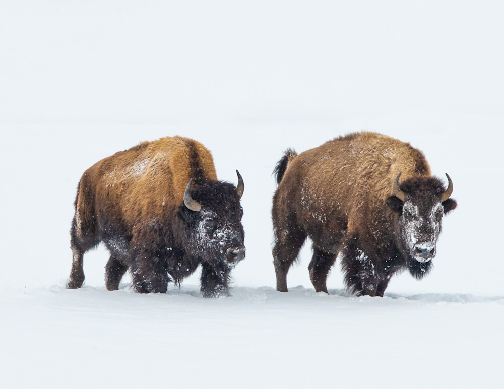 Bison   Yellowstone In Winter Photography Art | Mark Gottlieb Images