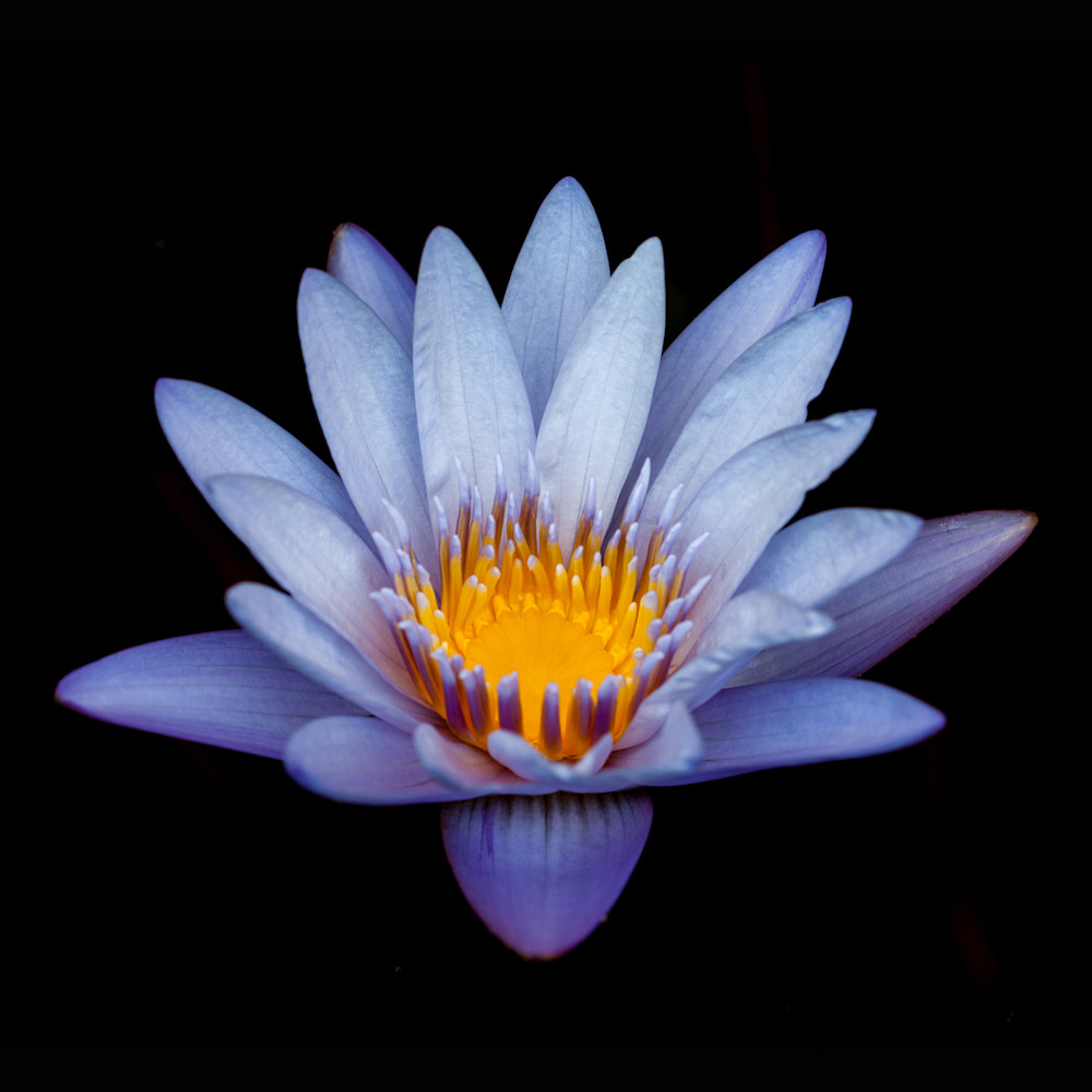 Blue Lily Plant Photography Art | Mark Gottlieb Images