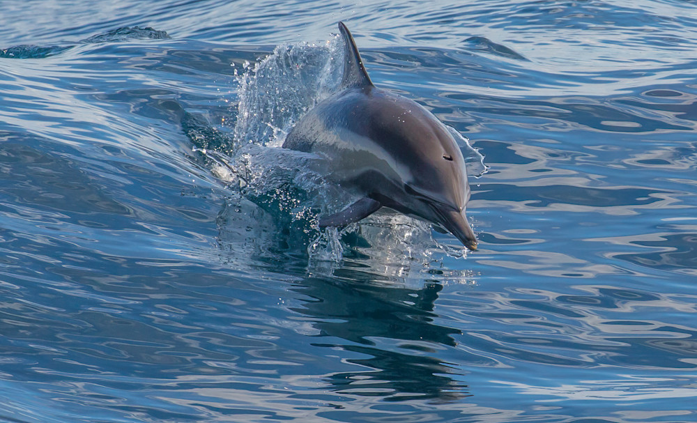 Dolphin Photography Art | Mark Gottlieb Images