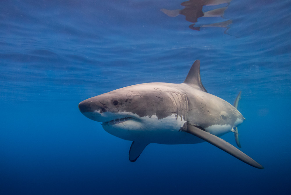 Great White Shark Photography Art | Mark Gottlieb Images