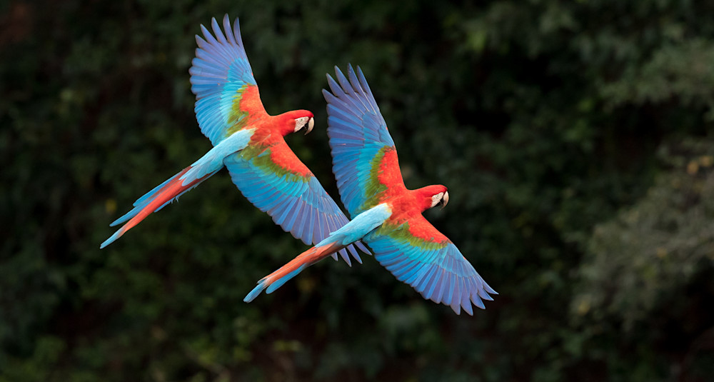 Harlequin Macaws   Brazil Photography Art | Mark Gottlieb Images