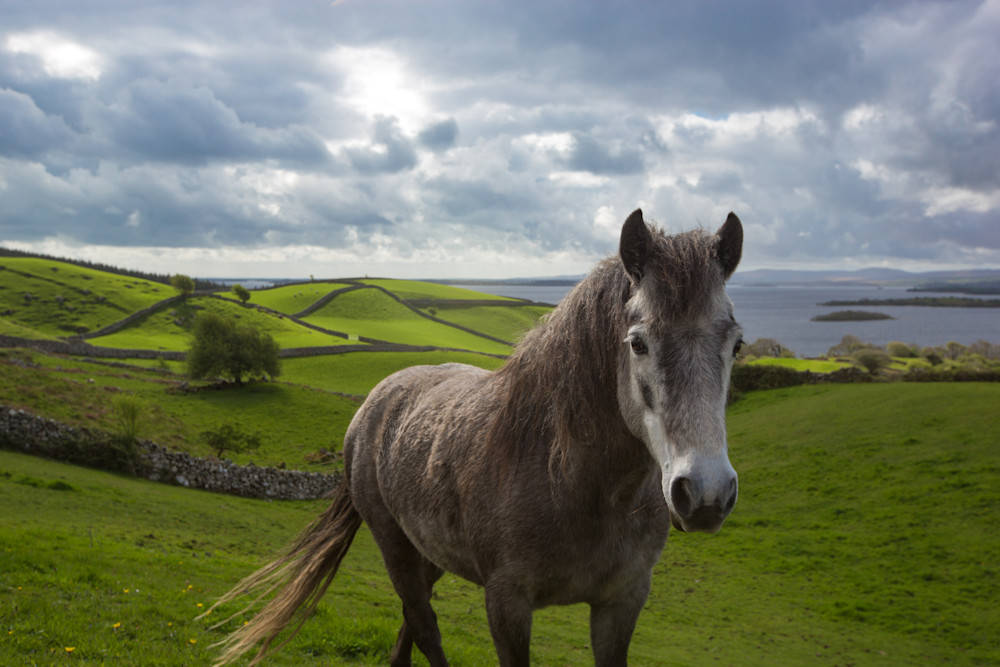 Horse On Irish Hills Photography Art | Mark Gottlieb Images