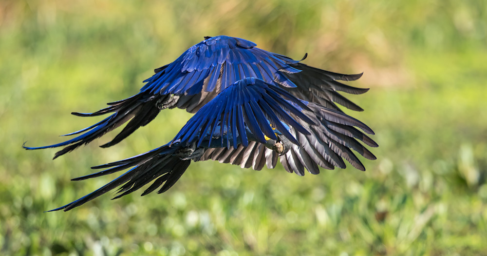 Hyacinth Macaw   Brazil Photography Art | Mark Gottlieb Images