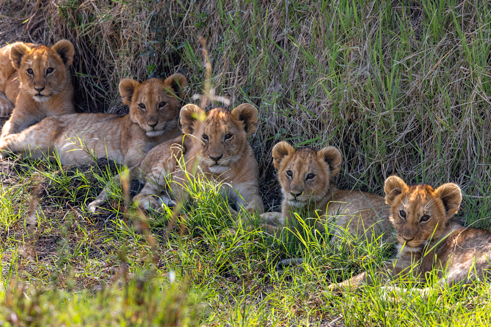 Five lion cubs