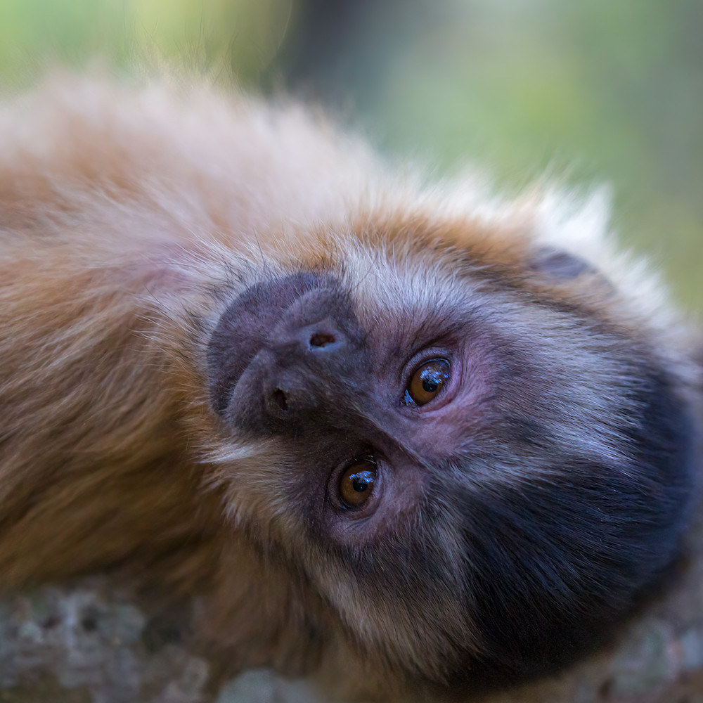 Monkey   Brazil Photography Art | Mark Gottlieb Images