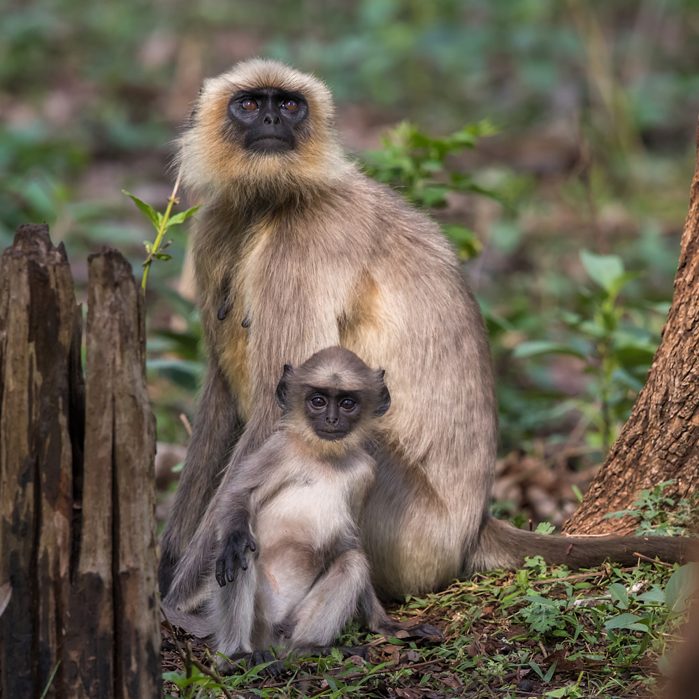 Monkeys   India Photography Art | Mark Gottlieb Images